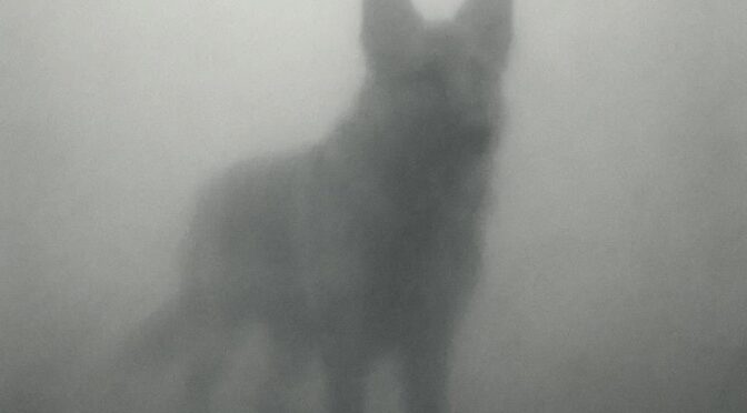 Der Hund, der keiner war